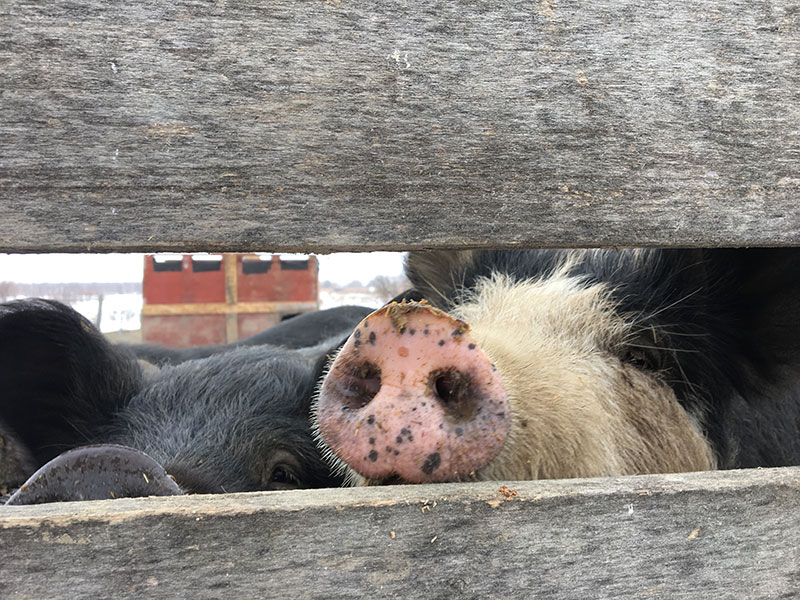 Pigs being nosy