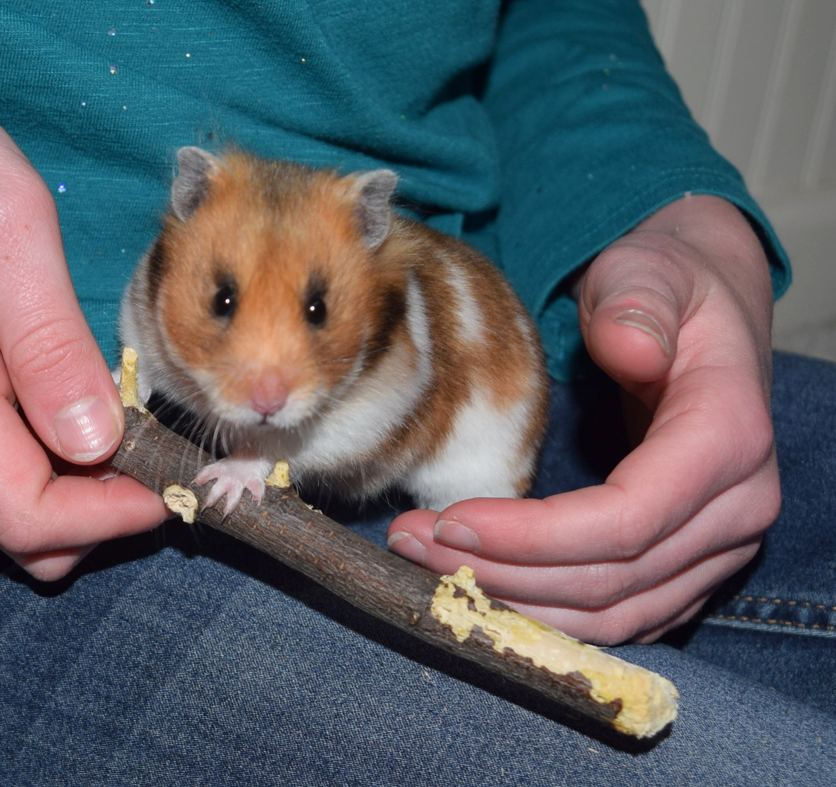 Apple Wood Chew Sticks for Pets Almar Orchards